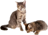 Two Cat Png