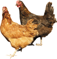 Two Chicken Png