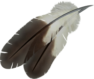 Two Feathers Png Image