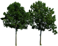 Two Png Tree