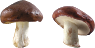 well fried mushroom free download png