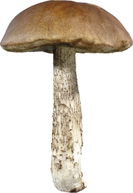 well grown mushroom free download png