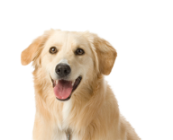 White Dog Face Png