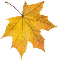 Yellow Autumn Leaves Png image