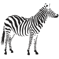 Zebra Standing Png Image
